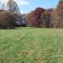 Greener Pastures